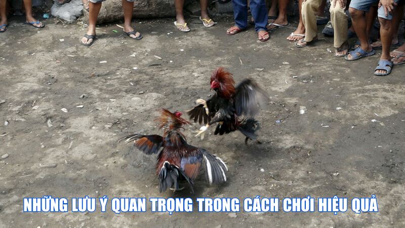 Những Lưu Ý Quan Trọng Trong Cách Chơi Hiệu Quả 