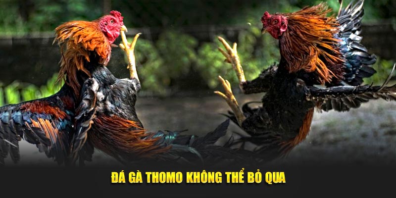 Đá gà Thomo không thể bỏ qua