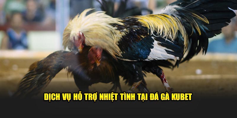 Dịch vụ hỗ trợ nhiệt tình tại đá gà Kubet