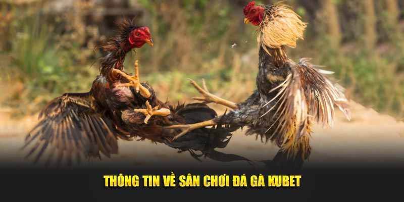 Tin tức khách quan về đá gà Kubet